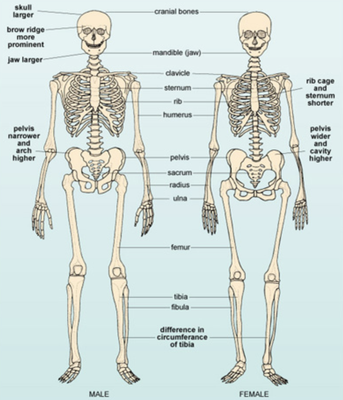 Женский скелет. Мужской скелет. Скелет человека женщины и мужчины. Скелет женщины анатомия. Мужской и женский скелет