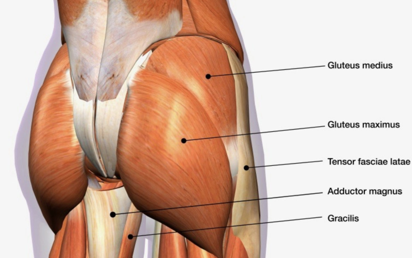 Gluteus maximus. Глютеус. Sulcus gluteus. N gluteus Superior.