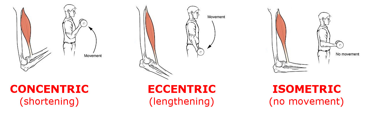 What Is The Meaning Of Concentric Exercise